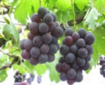 grape01.jpg