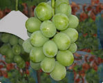 grape02.jpg