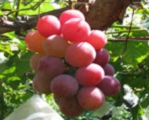 grape05.jpg