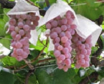 grape06.jpg
