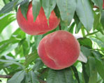 peach01.jpg