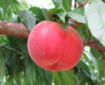 peach05.jpg